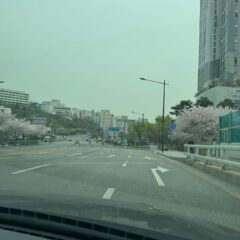 새 직장 때문에 운전을 시작했어요